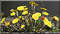 NT2070 : Coltsfoot (Tussilago farfara) by Anne Burgess