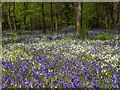 SP3059 : Spring flowers in Oakley Wood by David P Howard