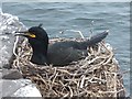 NU2135 : Shag (Phalacrocorax aristotelis) on its nest by Barbara Carr