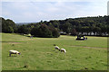 SE2812 : People, sheep and Henry Moore, Yorkshire Sculpture Park by Robin Stott