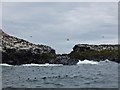 NU2337 : Guillemot colony, Staple Island by Barbara Carr