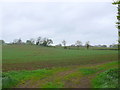 SP4249 : Bean Field near Farnborough by Nigel Mykura