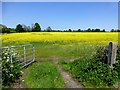 J1462 : Rapeseed crop, Soldierstown by Kenneth  Allen