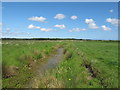 TM4696 : Near Landspring Dyke, Aldeby by Roger Jones