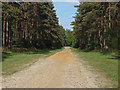 SU8964 : Pine plantations, Swinley Forest by Alan Hunt