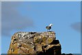 NX8350 : A herring gull on Hestan Island by Walter Baxter