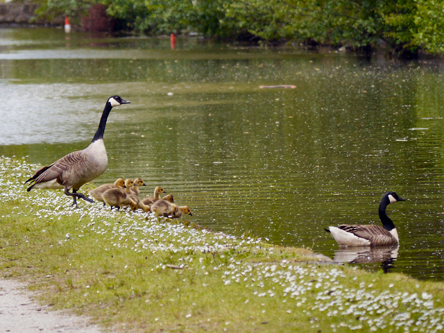 Canada Geese, Peak Forest Canal