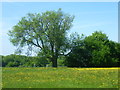 TQ6160 : Field of buttercups seen from Wrotham Hill Road by Marathon