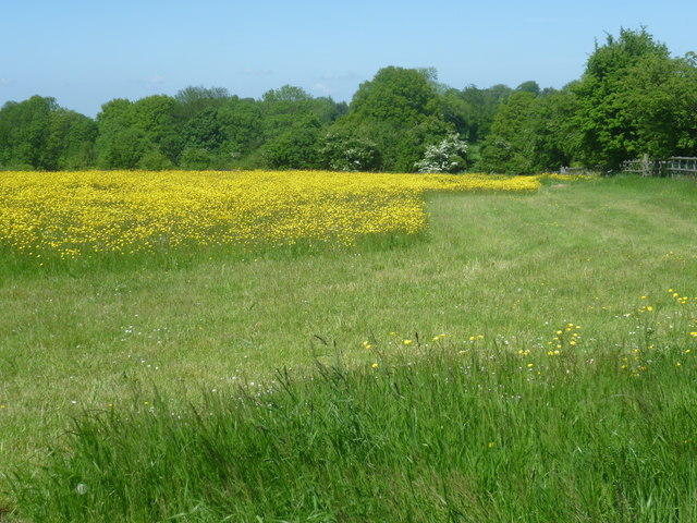 Field of buttercups next to Wrotham Hill Road