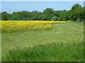 TQ6160 : Field of buttercups next to Wrotham Hill Road by Marathon