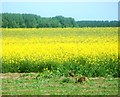 SU4295 : Hares in the Rapeseed by Des Blenkinsopp