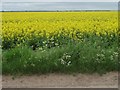 SE7618 : Unfenced field of oil seed rape by Christine Johnstone