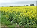 SE7618 : Edge of a field of oil seed rape by Christine Johnstone