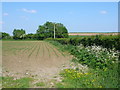 ST5620 : Maize Field near West Mudford by Nigel Mykura