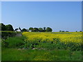 ST5621 : Rapeseed Field at Ashington by Nigel Mykura