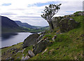 NY1619 : Holly tree, Cinderdale Common by Ian Taylor