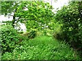 SK9018 : View west along former railway embankment by Christine Johnstone