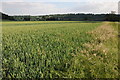 SO5633 : Wheatfield beside the River Wye by Philip Halling