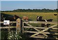 SE9580 : Belties and Heelan' Coos by Barbara Carr