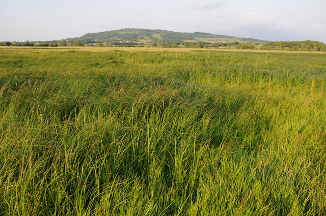 Twyning Meadow