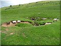 SD8979 : Sheep at the entrance to Yockenthwaite Cave by Christine Johnstone