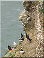 TA2570 : A little band of puffins by Pauline E