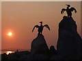 SD4264 : Bird sculptures on the Stone Jetty, Morecambe by Karl and Ali