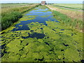 TL4087 : Green and blue drain on Nightlayer's Fen, Chatteris by Richard Humphrey