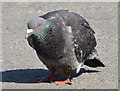 J3675 : Feral pigeon, Victoria Park, Belfast by Albert Bridge