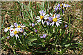 NH9863 : Sea Aster (Aster tripolium) by Anne Burgess