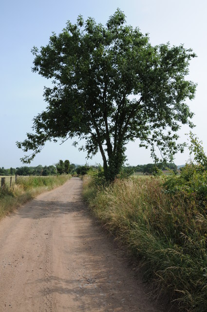 Ash tree and track