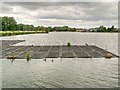 NZ2770 : Killingworth Lake, Floating Reedbed by David Dixon