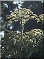 SX9066 : Giant Hogweed by Derek Harper