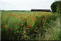 SK9241 : Poppies in an oil seed rape crop by Philip Halling