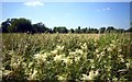 SU7781 : Meadowsweet in the Marsh by Des Blenkinsopp