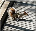 SJ9398 : Squirrel on Bridge #29 by Gerald England