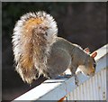 SJ9398 : Grey Squirrel by Gerald England