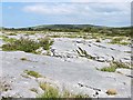 R2999 : Limestone pavement in the Burren by Oliver Dixon