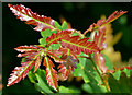 J4453 : Oak leaves, Glasswater Wood, Crossgar (2) by Albert Bridge