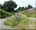 SJ9594 : Wild chicory on the Trans Pennine Trail by Gerald England