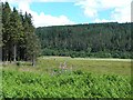 NY7899 : Field in the middle of Redesdale Forest by Oliver Dixon