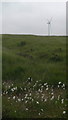 SD8316 : Common cottongrass on Knowl Hill by Steven Haslington