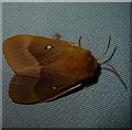 SZ7898 : Oak Eggar (Lasiocampa quercus) female by Rob Farrow