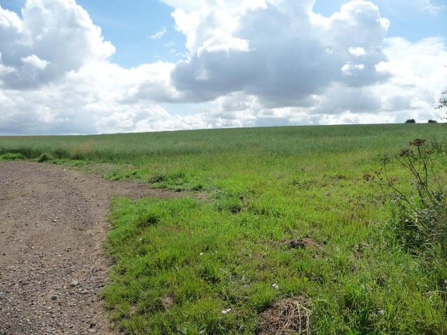 Oil seed rape field, east of Chapel Lane