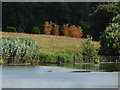 SU9941 : Winkworth Arboretum by Alan Hunt