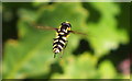 TM0027 : Hoverfly (Xanthogramma pedissequum) by Peter Pearson