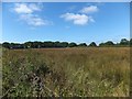 SS6702 : Rough pasture on Staddon Moor by David Smith