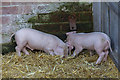 TL3451 : Piglets, Home Farm, Wimpole Hall, Cambridgeshire by Christine Matthews