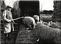 TF4008 : Loading sheep - Seadyke Farm, Wisbech St Mary by The Humphrey family archive