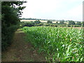 TM2060 : Field Of Maize by Keith Evans